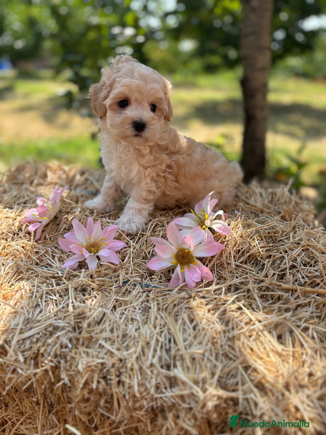 Maltipoo perros en venta: Maltipoo entrega para diciembre!!! - Imagen 6