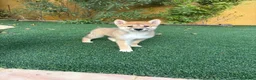 Shiba Inu perros en venta: SHIBA INU - Anuncio 5