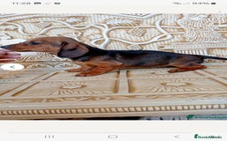 Teckel Miniatura perros en venta:  MACHO TECKEL  en Murcia - Imagen 8