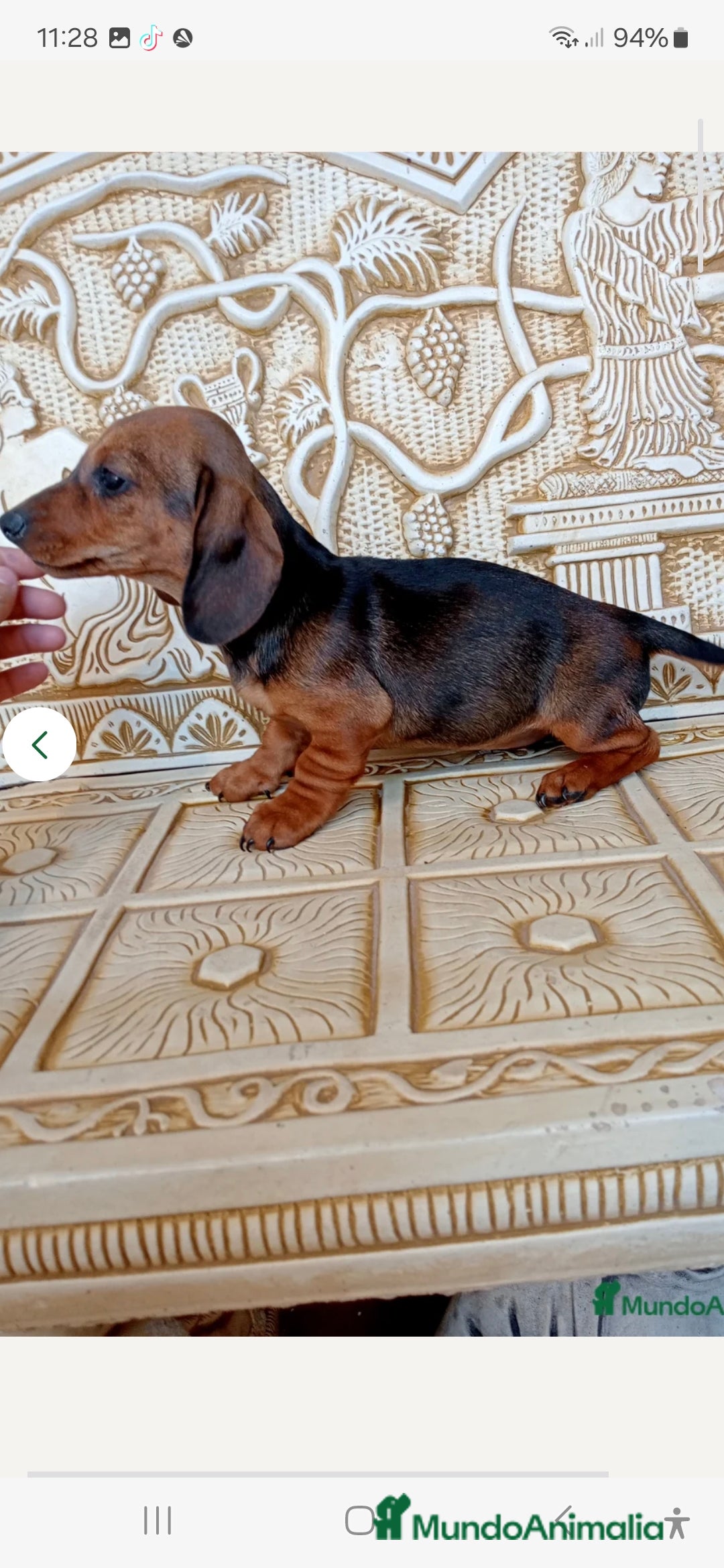 Teckel Miniatura perros en venta:  MACHO TECKEL  en Murcia - Imagen 8
