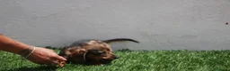 Teckel Miniatura perros en venta: Teckel Miniatura  - Anuncio 7