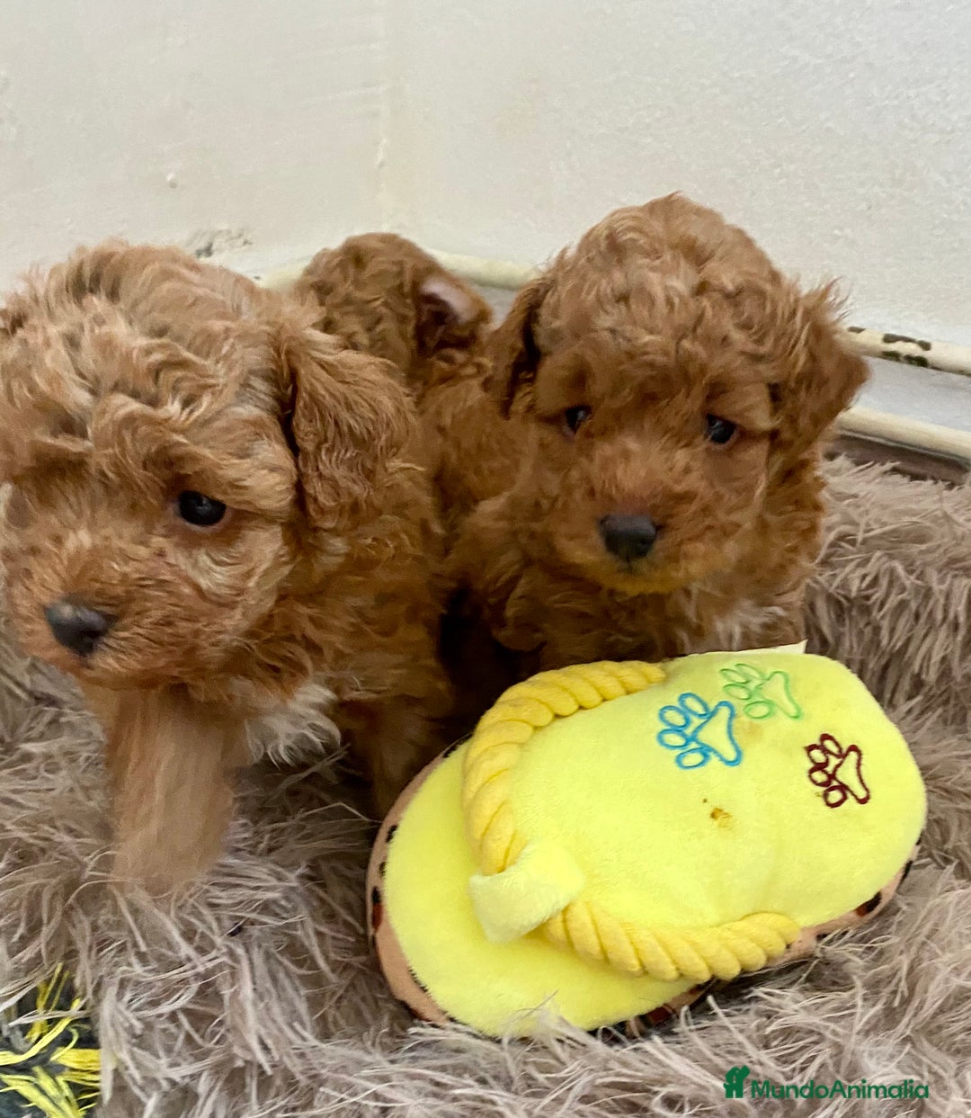 Caniche Enano perros en venta: Caniche enano - Imagen 5