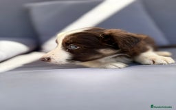 Border Collie perros en venta: Border collie chocolate  - Imagen 31