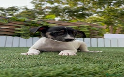 Ratonero Bodeguero Andaluz perros en venta: BODEGUERO ANDALUZ - Imagen 5
