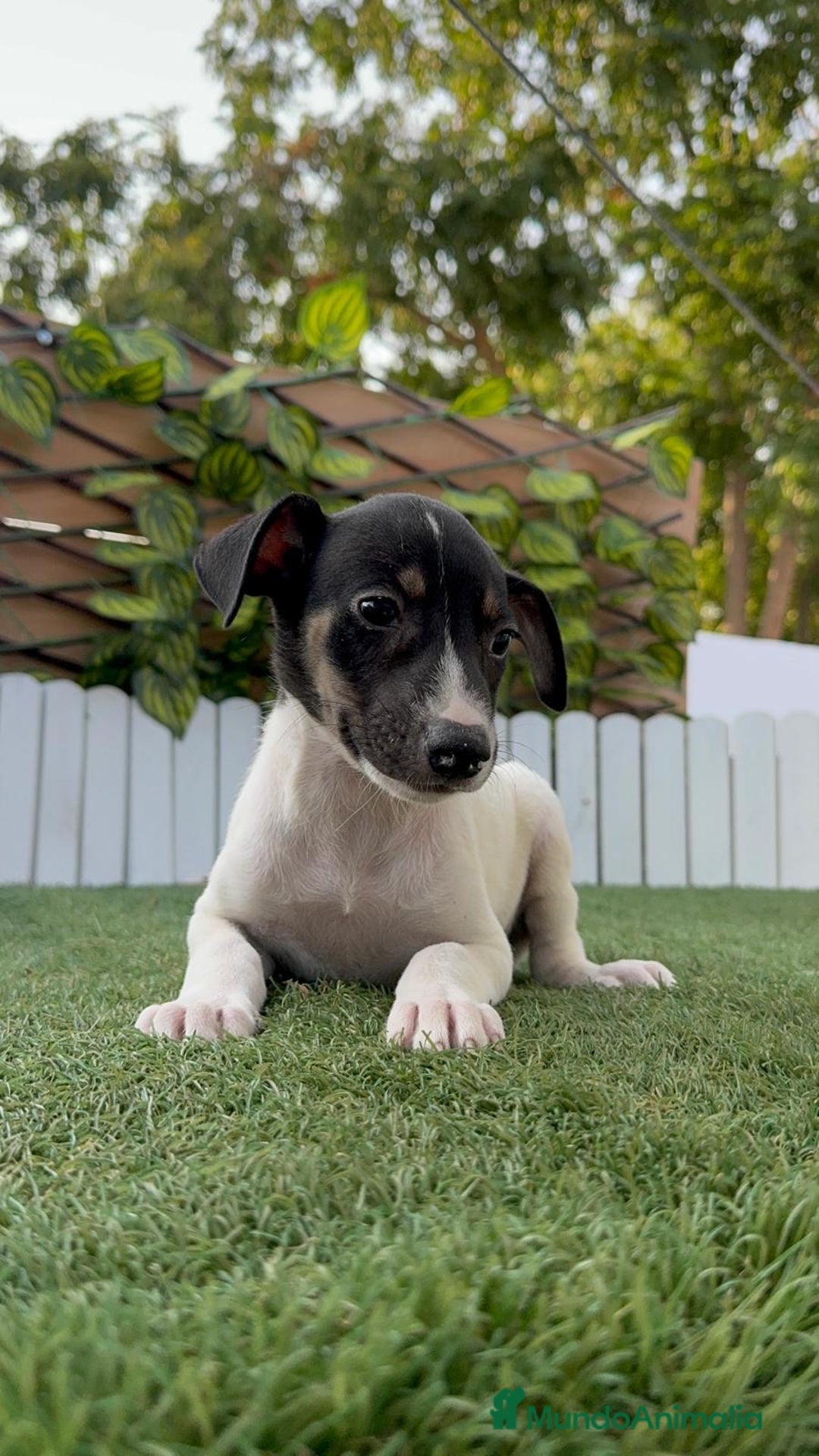 Ratonero Bodeguero Andaluz perros en venta: BODEGUERO ANDALUZ - Imagen 5