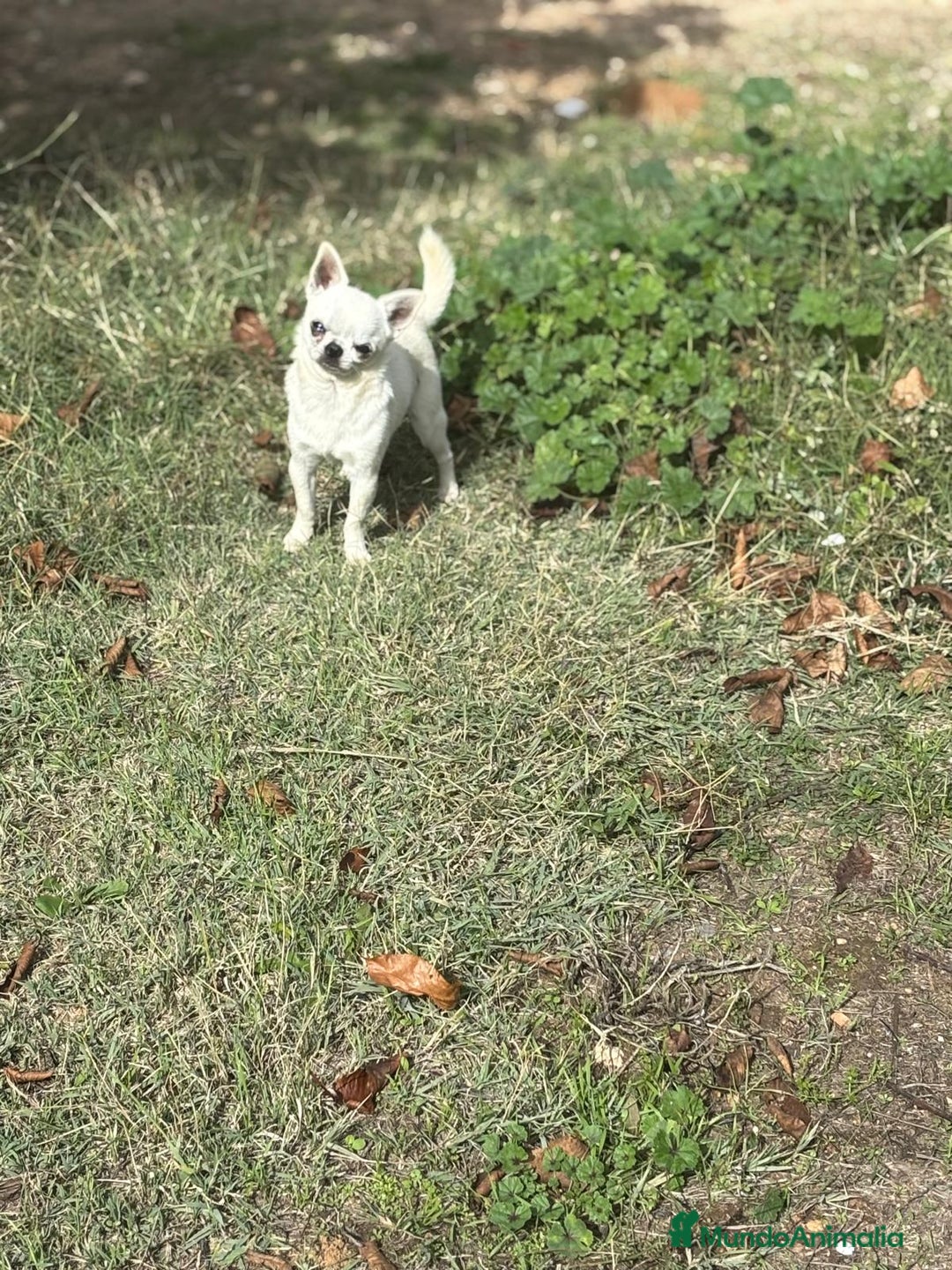 Chihuahua perros en venta: Chihuahua Macho toy blanco. - Anuncio 2