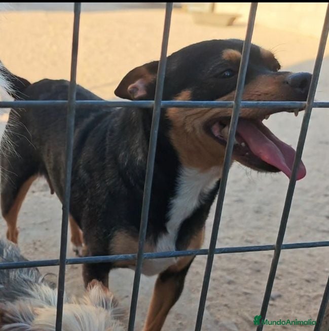 Pinscher Alemán perros Pincher - Anuncio 2