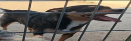 Pinscher Alemán perros en adopcion: Pincher - Anuncio 1
