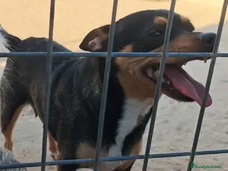 Pinscher Alemán perros Pincher - Anuncio 15