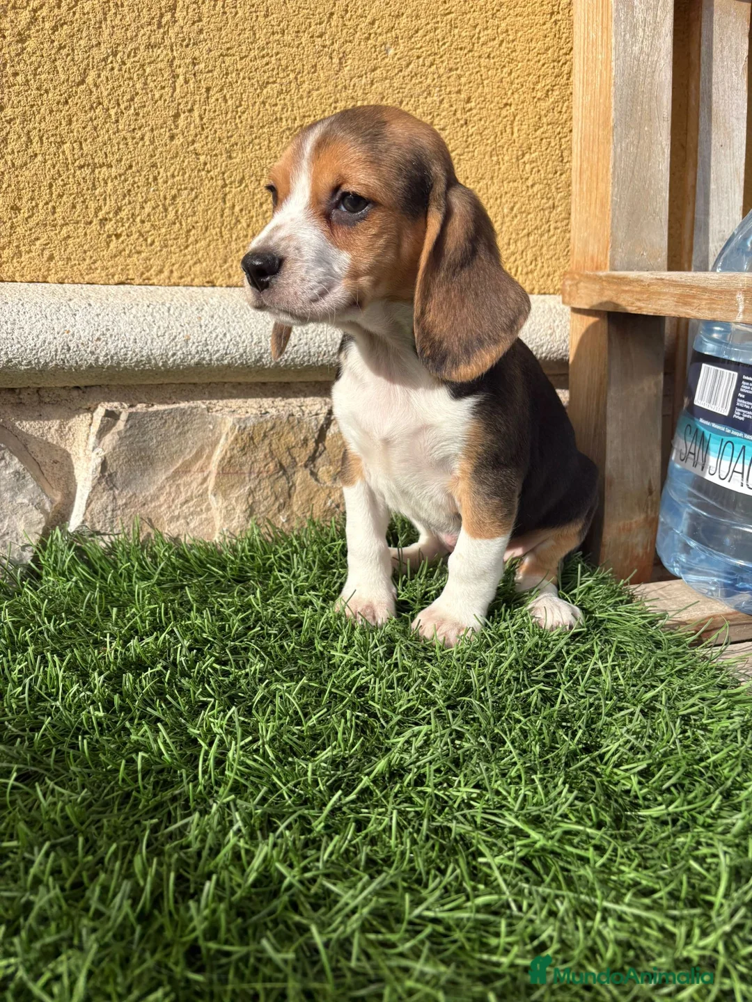 Beagle perros en venta: Cachorro macho de Beagle  - Anuncio 3