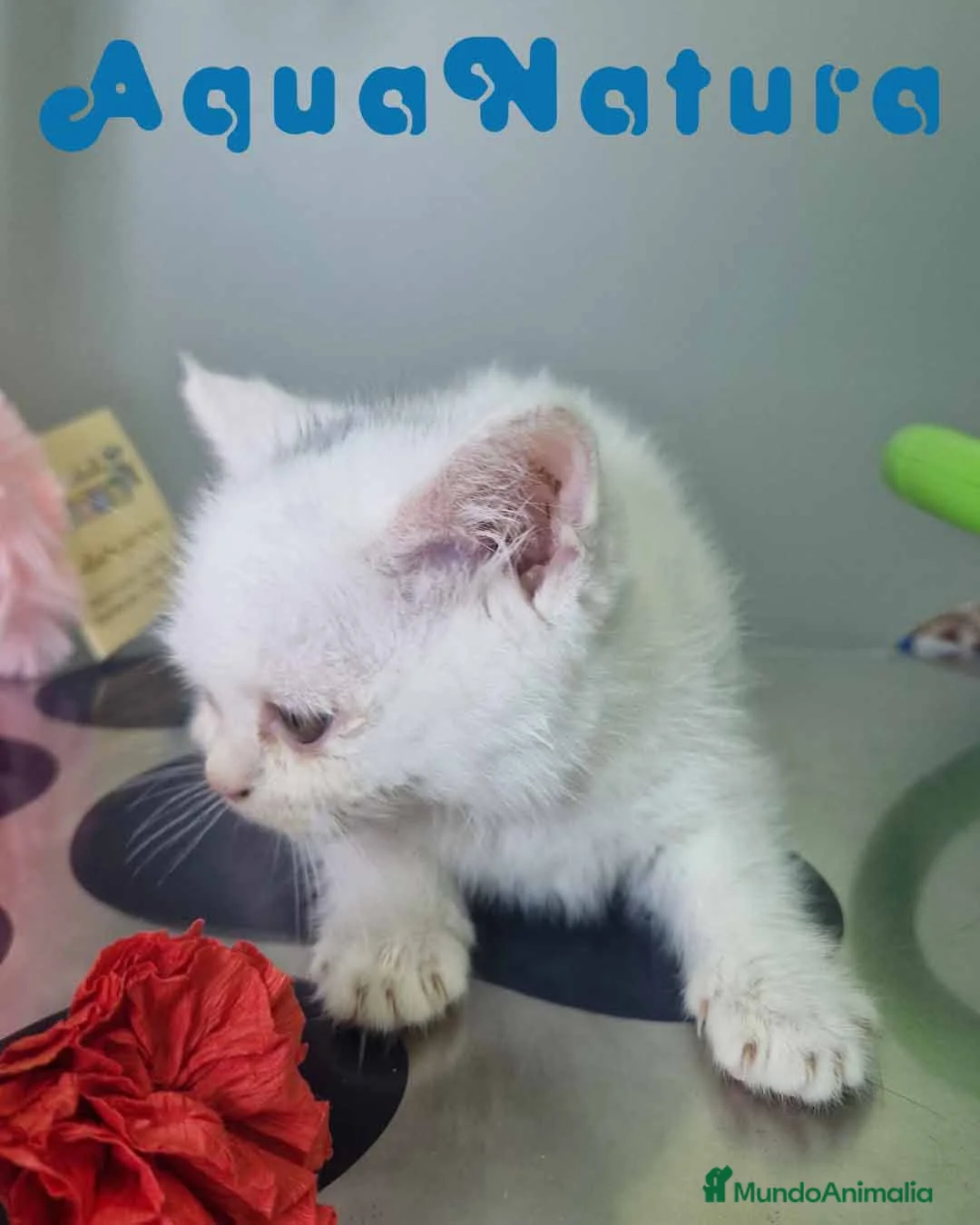 Británico de Pelo Corto gatos en venta: British Shorthair Hembra 1741 AQUANATURA - Anuncio 4