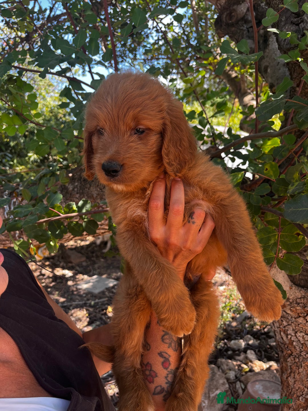 Goldendoodle perros en venta: Goldendoodle f1 - Imagen 3