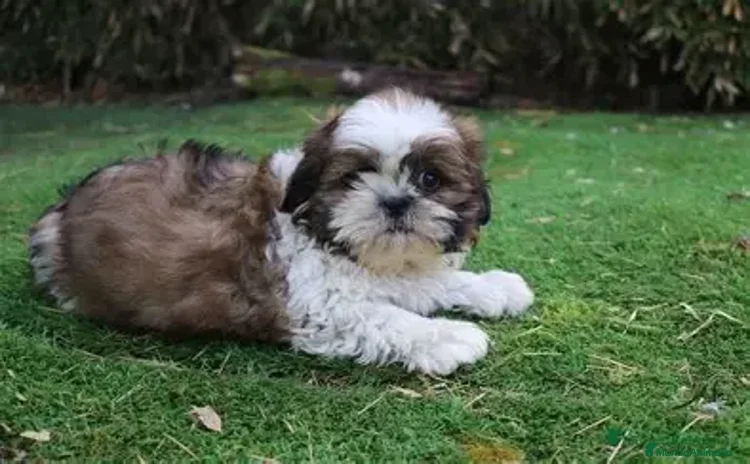 Shih Tzu perros - Propaganda 6