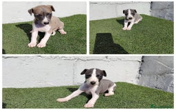 Whippet perros en venta: Whippet blue  - Imagen 1