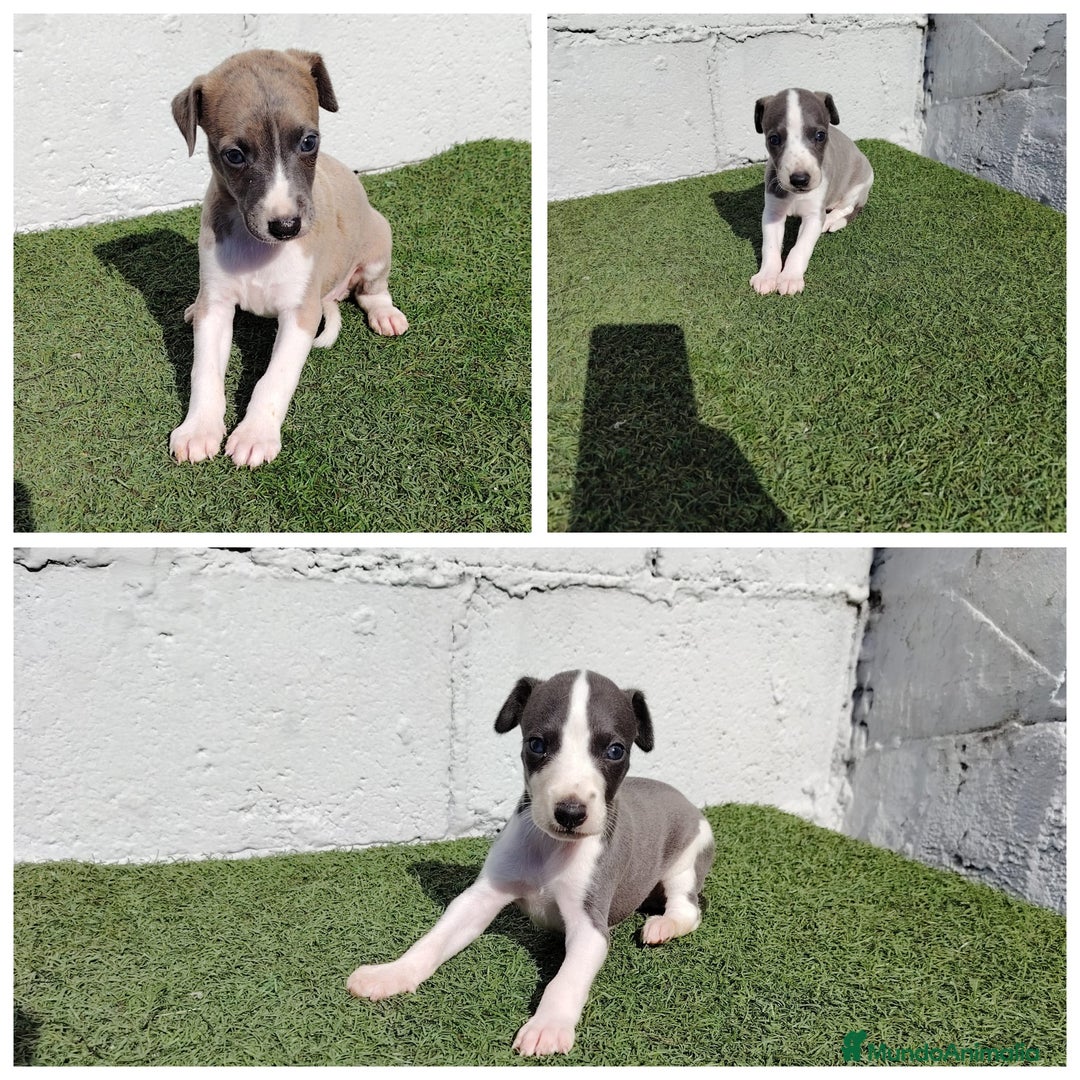 Whippet perros en venta: Whippet blue  - Imagen 1