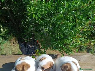 Jack Russell Terrier perros Jack Russell terrir - Anuncio 10