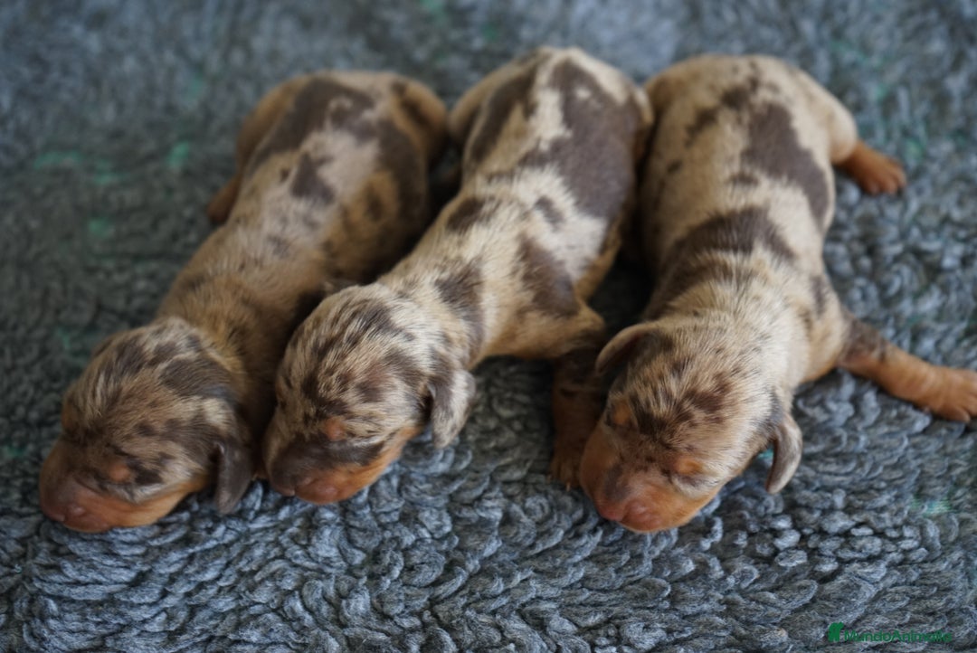 Teckel Miniatura perros en venta: 🐾 Kodat, Byron y Curry – Teckel miniatura 🐾 - Imagen 11