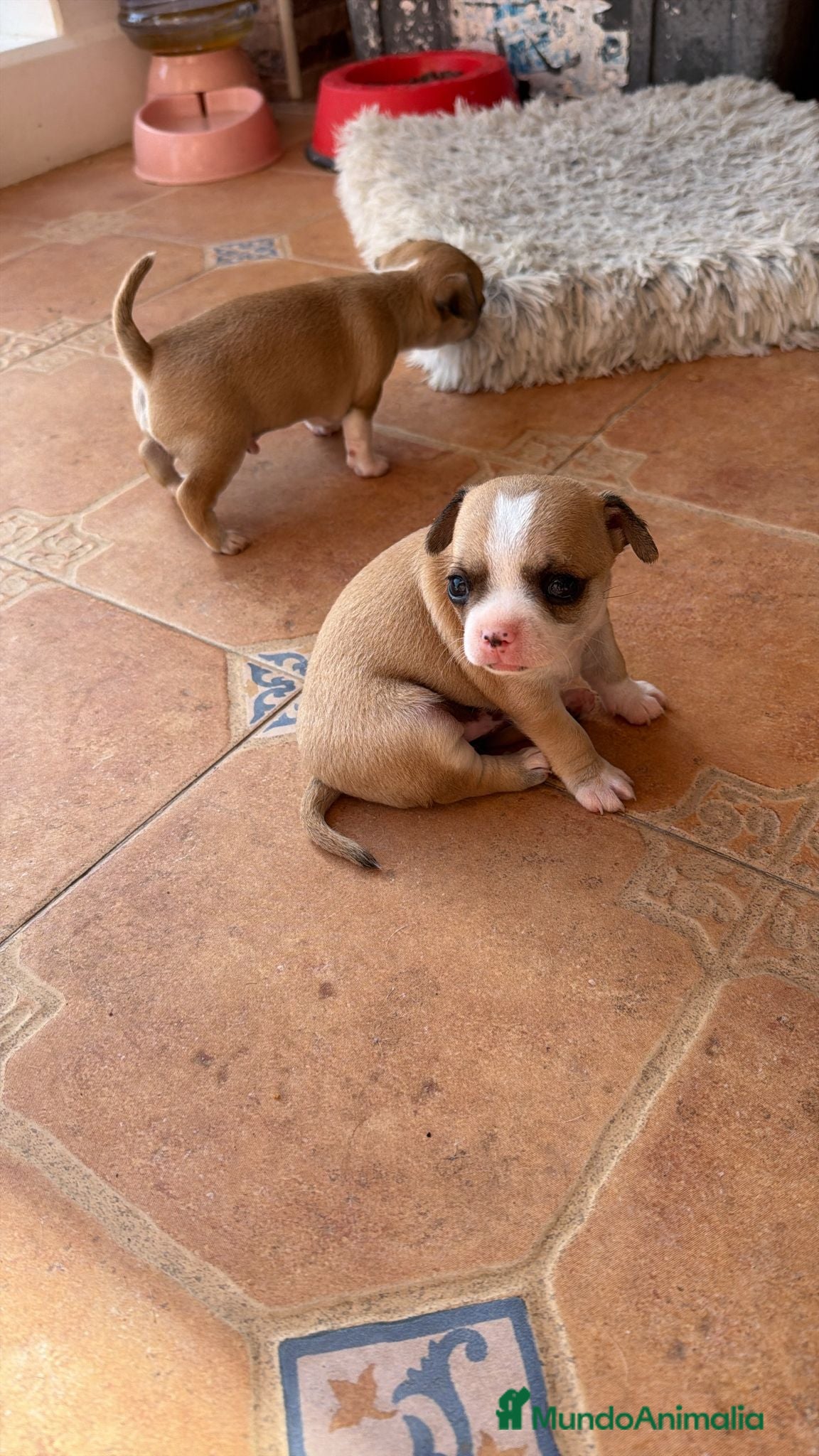 Chihuahua perros Chihuahua toy  - Anuncio 1