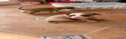 Chihuahua perros en venta: Chihuahua toy  - Anuncio 1