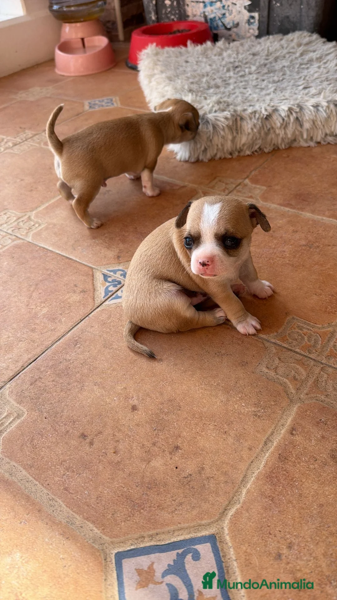 Chihuahua perros en venta: Chihuahua toy  - Anuncio 1