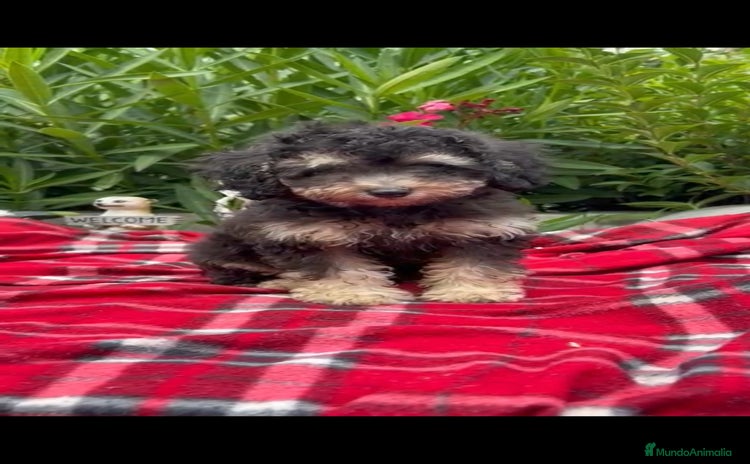 Caniche Toy perros - Propaganda 1