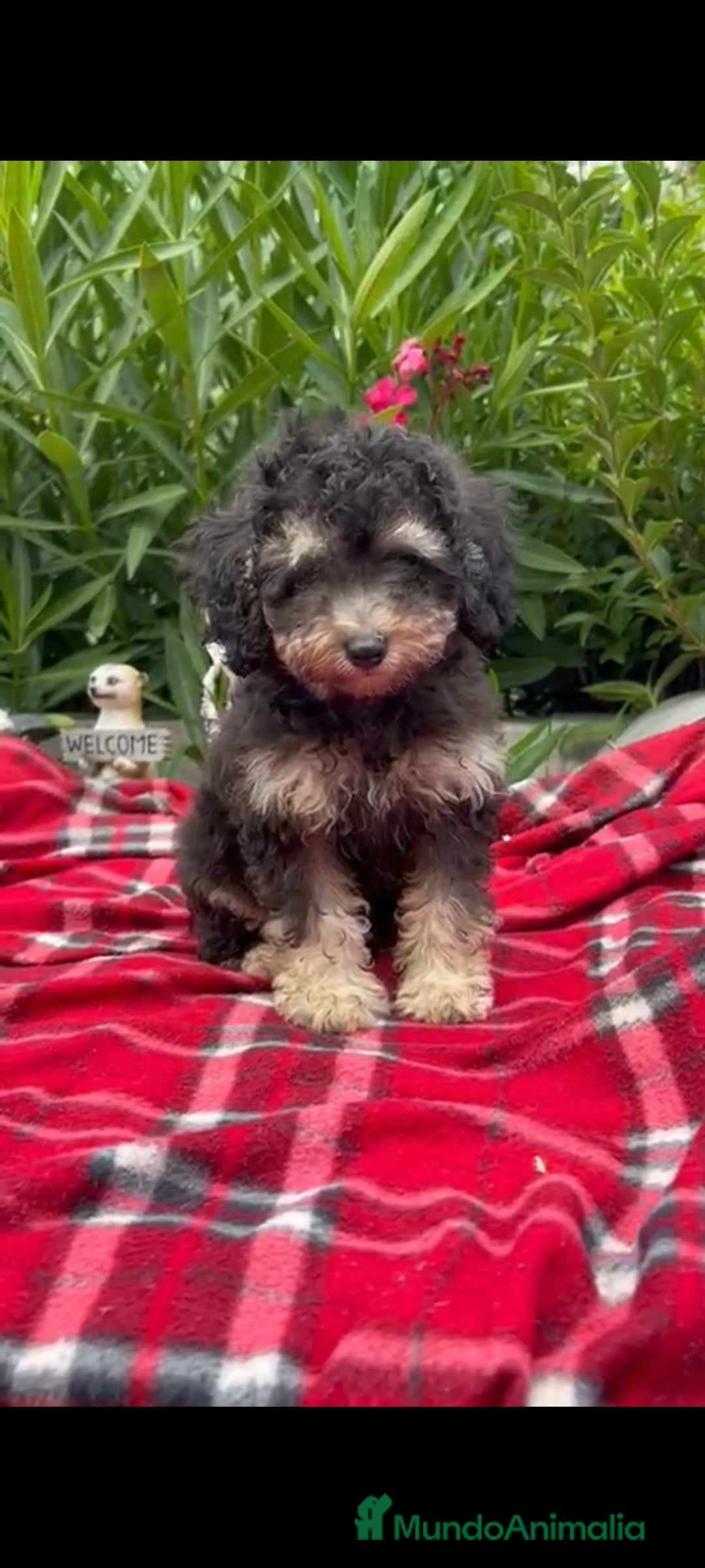 Caniche Toy perros en venta: Caniches toys Phanton ,apricot... - Imagen 1