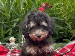 Caniche Toy perros - Anuncio 15