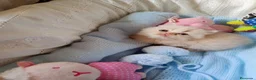 Himalayo gatos en venta: Gatito persa y malayo macho y hembra - Anuncio 2