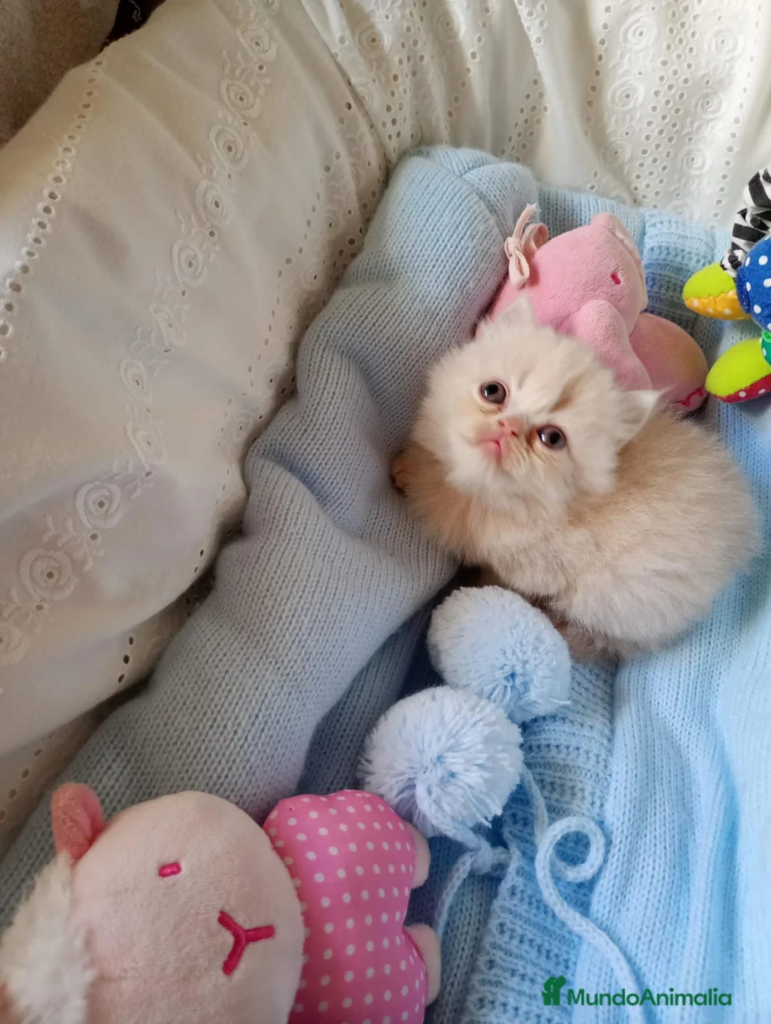 Himalayo gatos en venta: Gatito persa y malayo macho y hembra - Anuncio 2