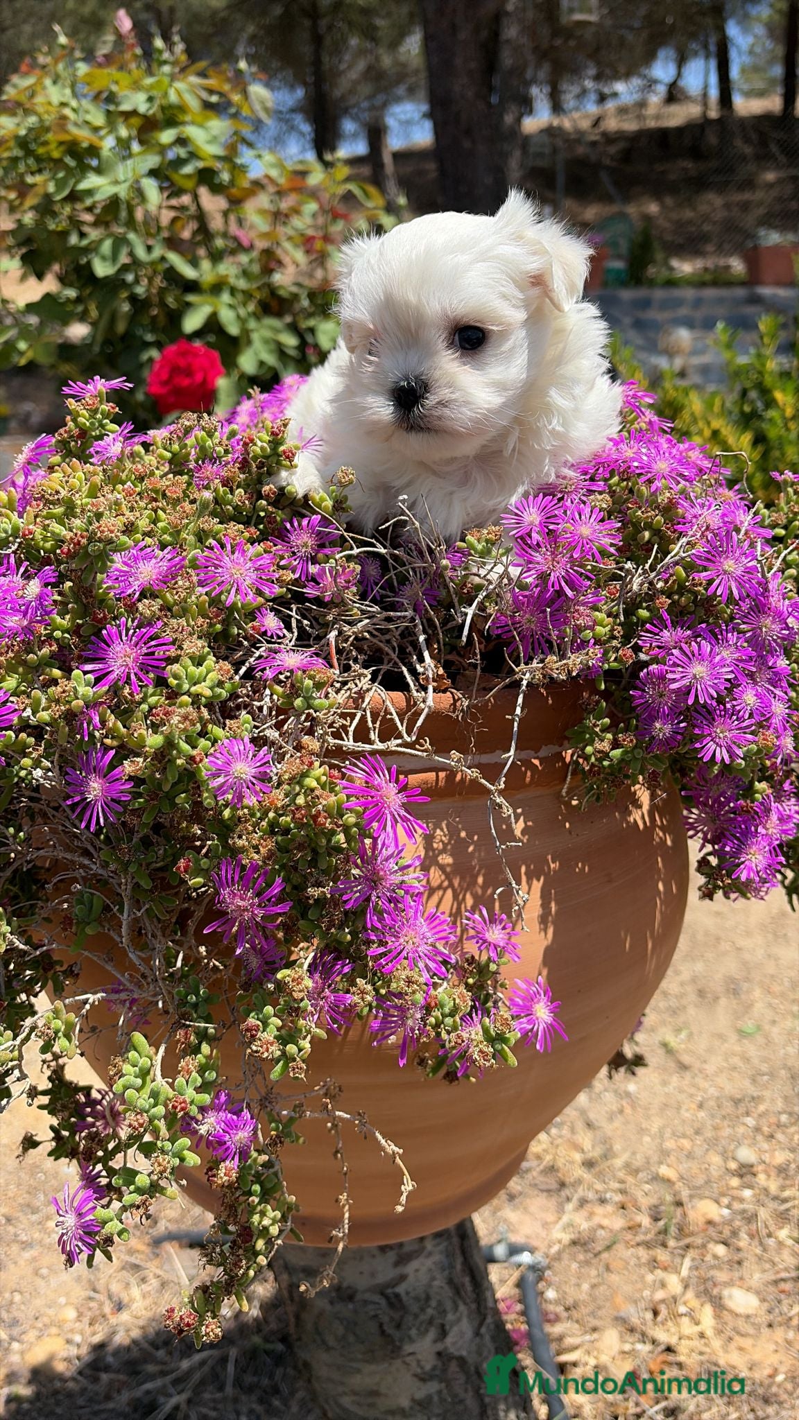 Bichón Maltés perros Bichon Maltés toy líneas coreanas  - Anuncio 2