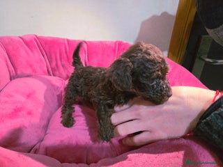 Caniche Toy perros Caniches toy chocolate - Anuncio 14