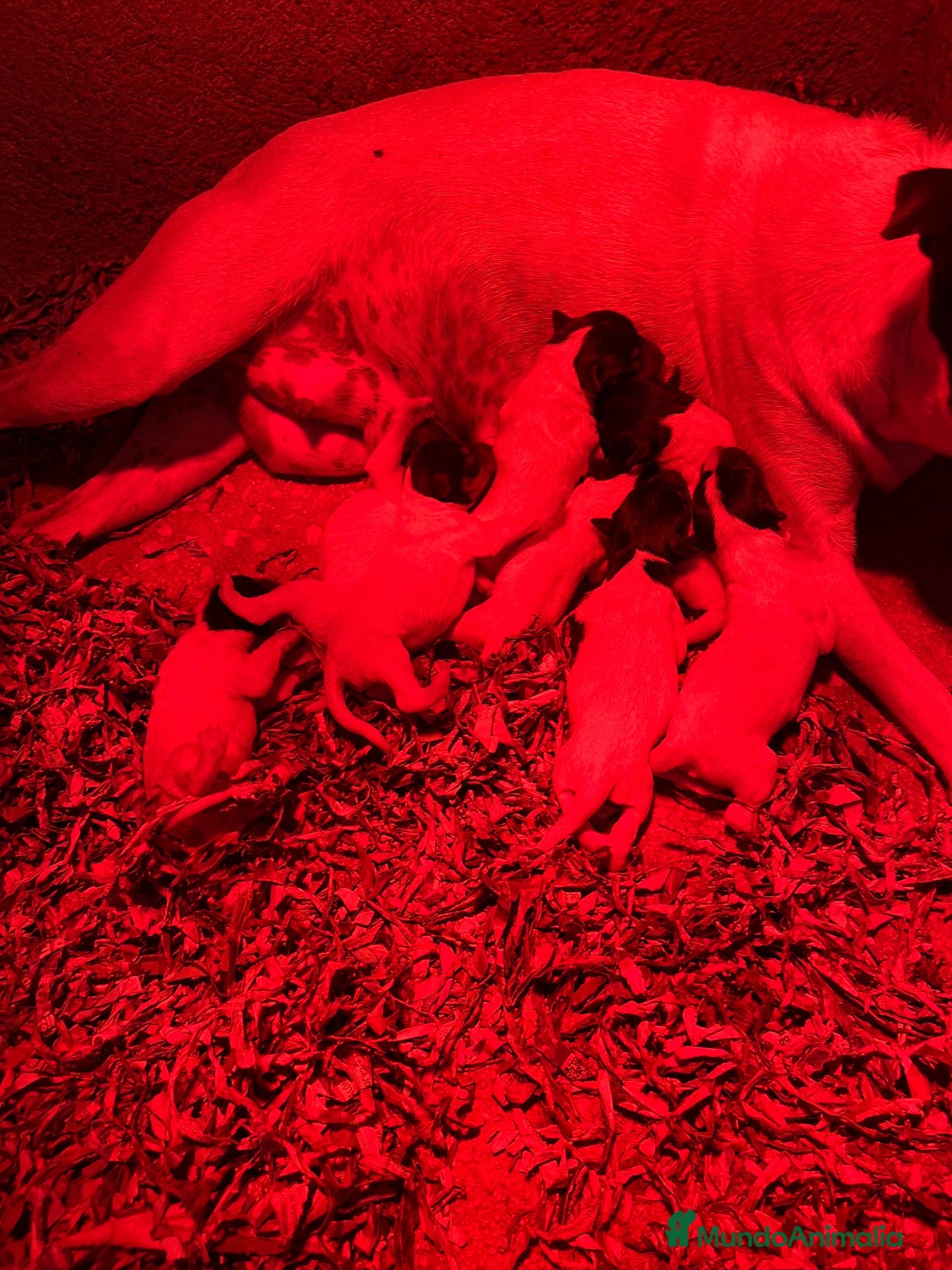 Ratonero Bodeguero Andaluz perros en venta: Ratonero bodeguero andaluz  - Anuncio 5