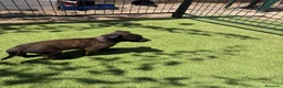 Pastor Belga Malinois perros en venta: PASTOR BELGA MALINOIS - Anuncio 29
