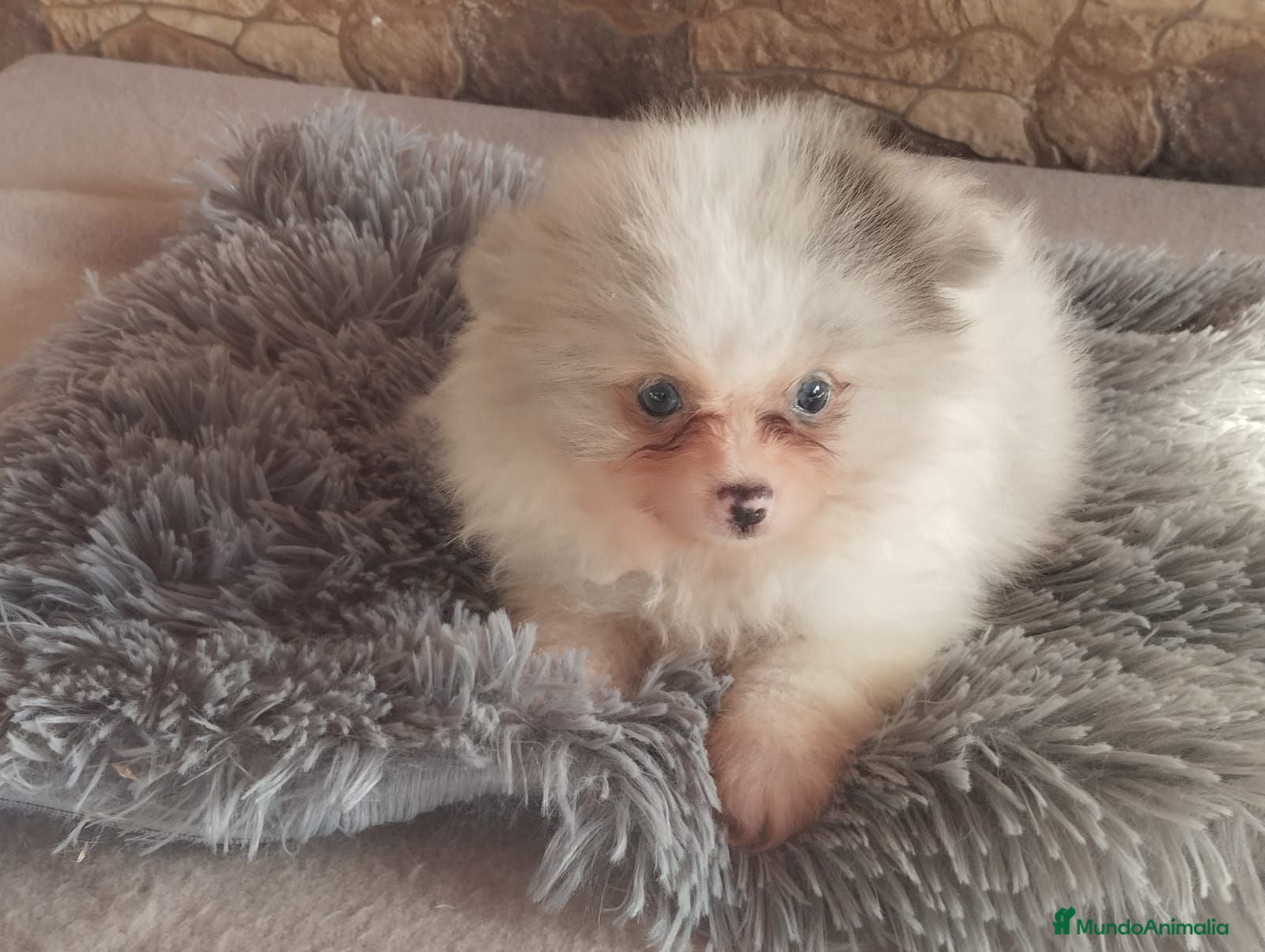 Pomerania perros Pomeranias Toy Toy - Anuncio 2