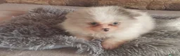 Pomerania perros en venta: Pomeranias Toy Toy - Anuncio 2