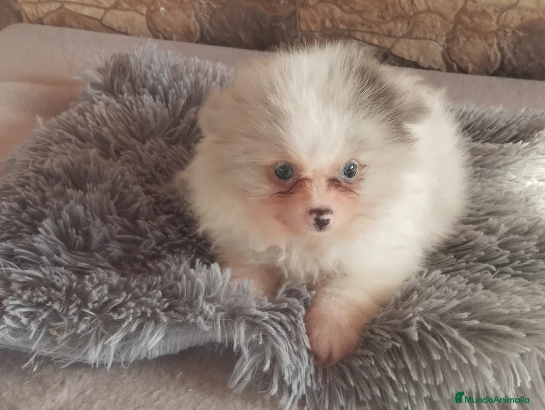 Pomerania perros en venta: Pomeranias Toy Toy - Anuncio 2