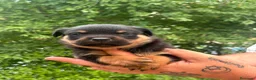 Rottweiler perros en venta: Rottwuiler  - Anuncio 3