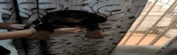 Teckel Miniatura perros en venta: Disponible Teckels miniatura de excelente calidad  - Anuncio 24