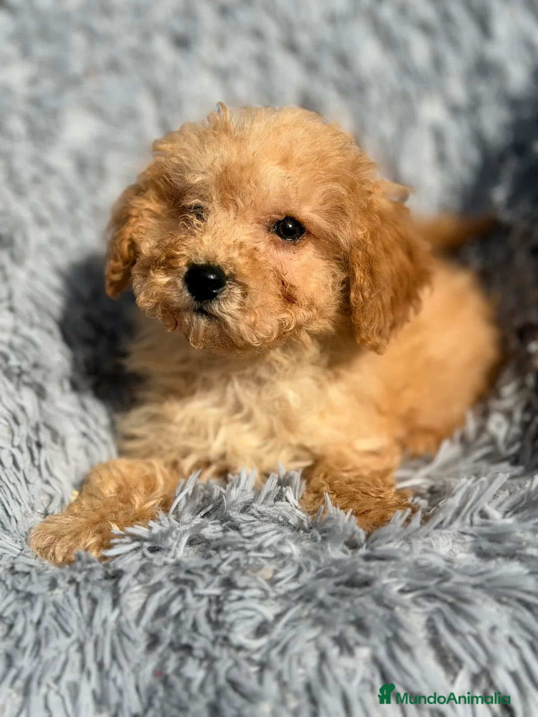 Maltipoo perros en venta: Maltipoo Toy Apricot  - Anuncio 6