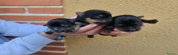 Yorkshire Terrier perros en venta: Yorkshire terrier Prao Toro  en Madrid - Anuncio 3