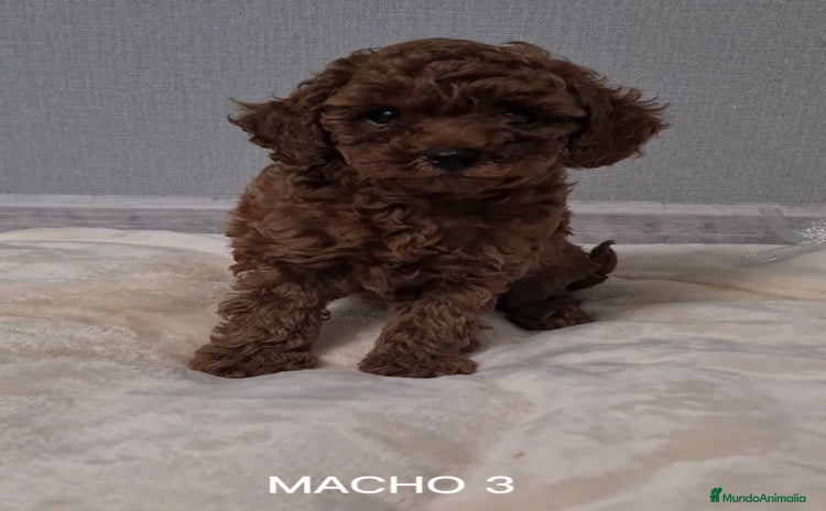 Caniche Toy perros - Anuncio 1
