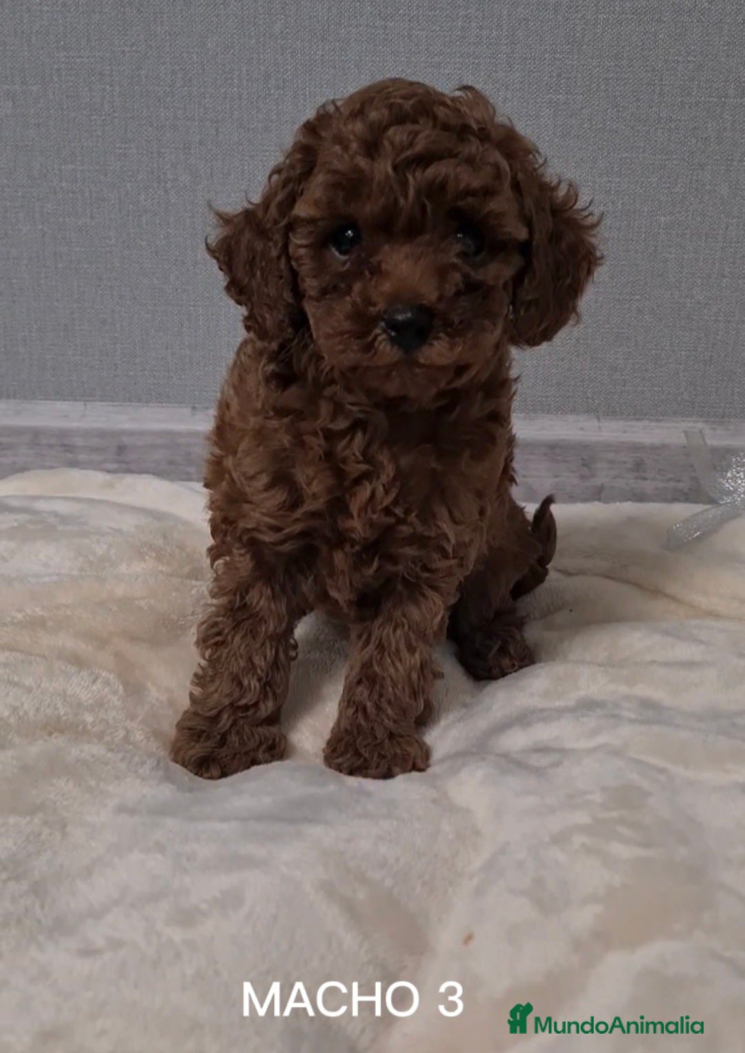 Caniche Toy perros en venta: ASIATICO 100% MACHO TOY  - Imagen 1