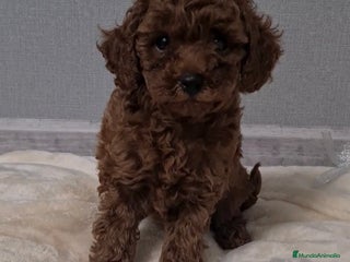 Caniche Toy perros - Anuncio 17