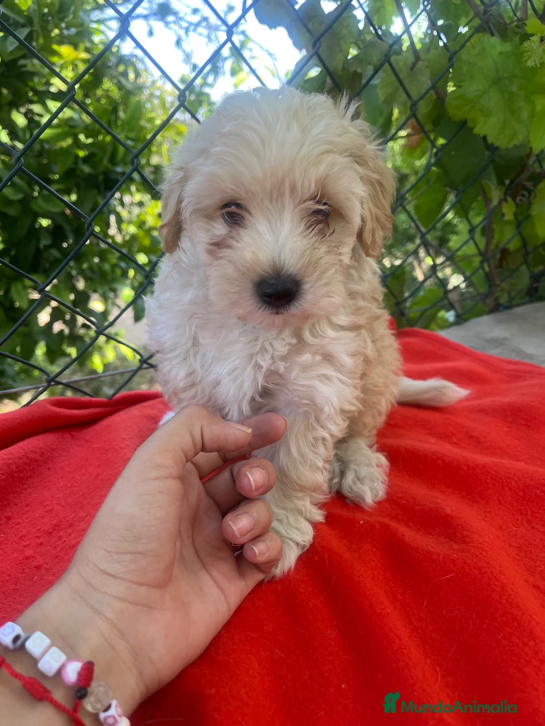 Maltipoo perros en venta: PRECIOSA HEMBRA DE MALTIPOO  - Anuncio 2