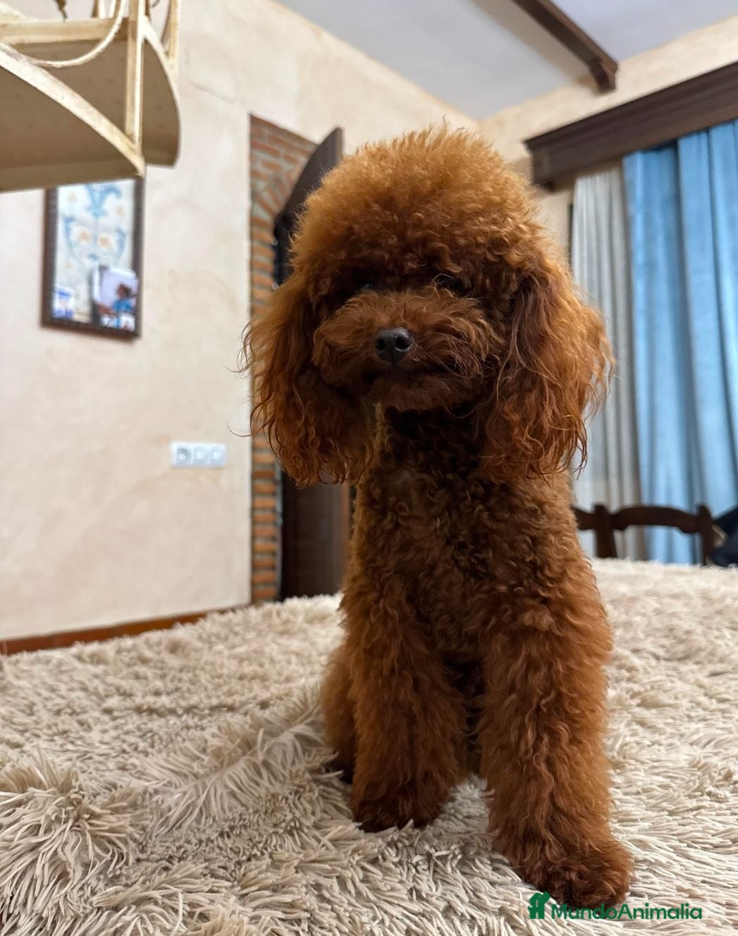 Caniche Toy perros Caniches toy - Anuncio 5