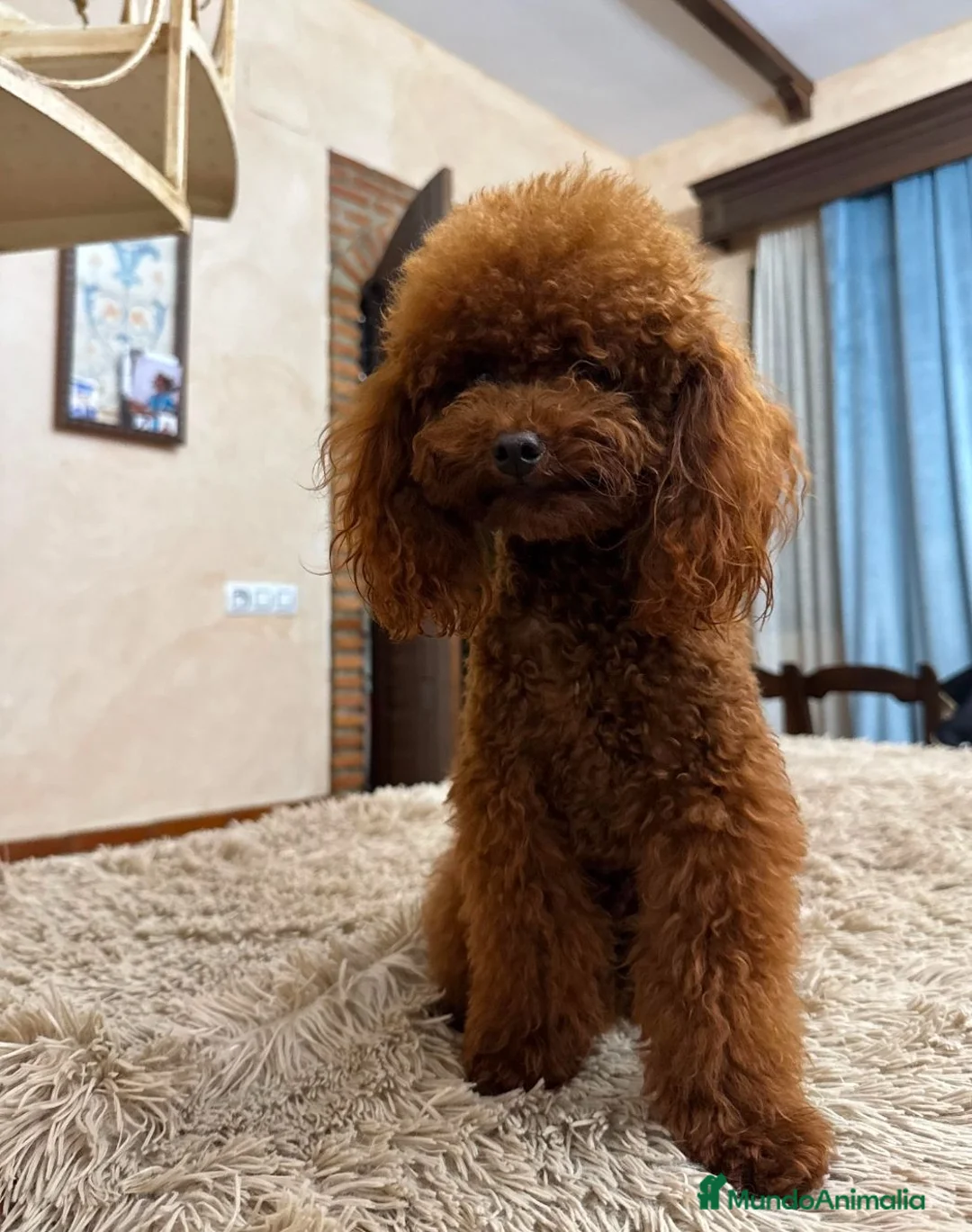Caniche Toy perros en venta: Caniches toy - Anuncio 1