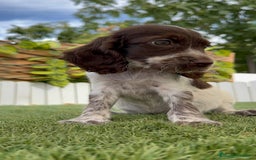 Cocker Spaniel Inglés perros en venta: COCKER SPANIEL RUANO - Imagen 1