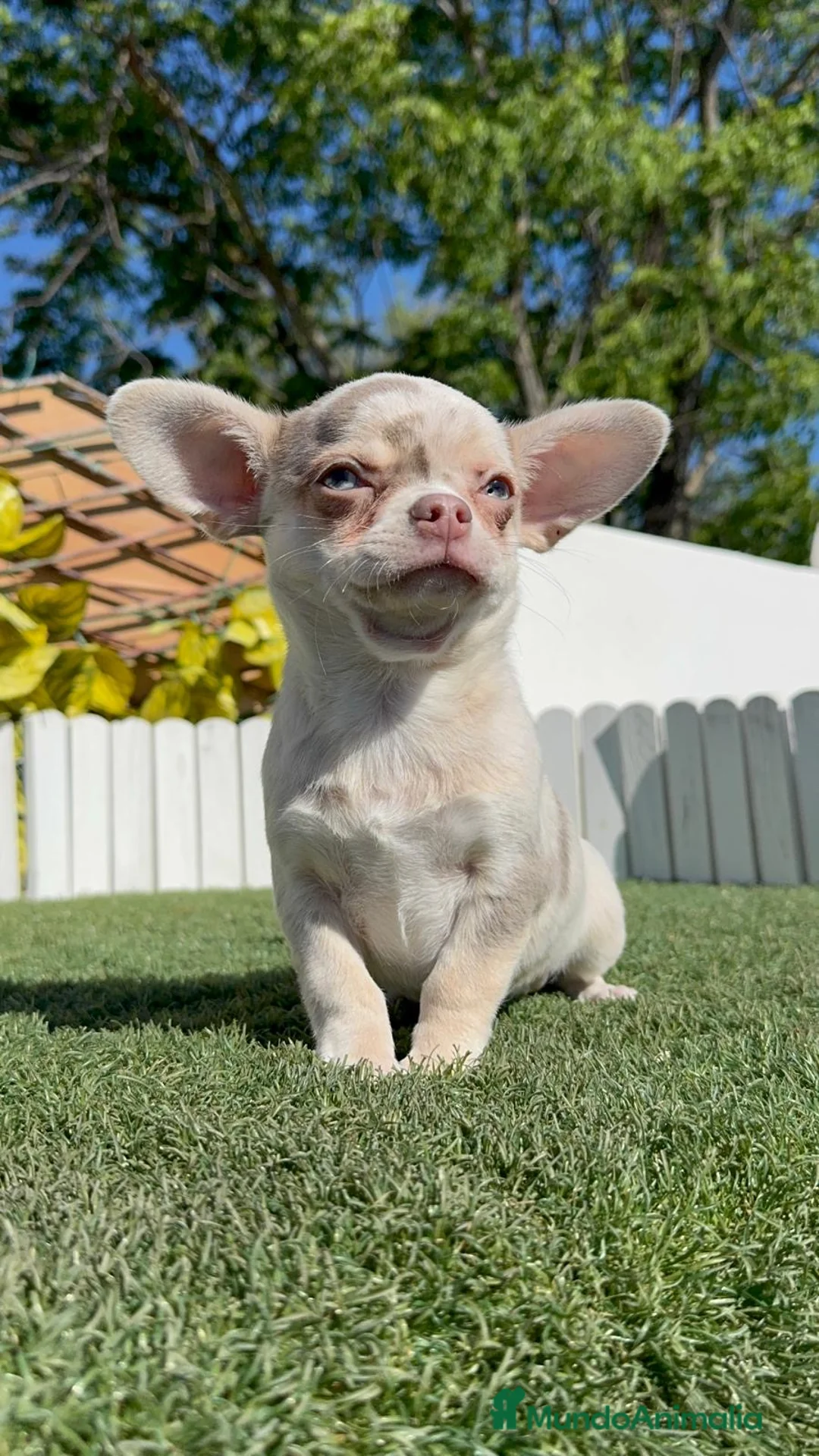 Chihuahua perros en venta: CHIHUAHUA - Anuncio 2