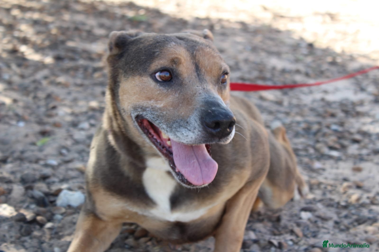 Raza Mixta perros LAZY ❤️✨ en adopción  - Anuncio 1