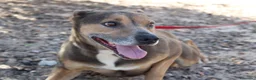Raza Mixta perros en adopcion: LAZY ❤️✨ en adopción  - Anuncio 1